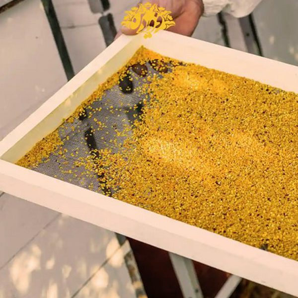 گرده-گل-کوهستان-فروشگاه-طب-الصادق